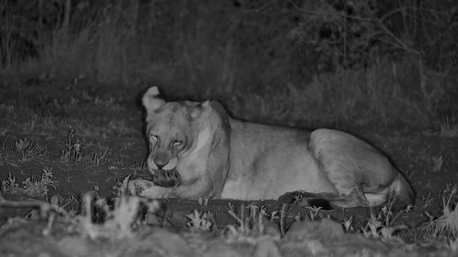 A Lion Pride Has the Waterhole… Zebra Thinks Better of It