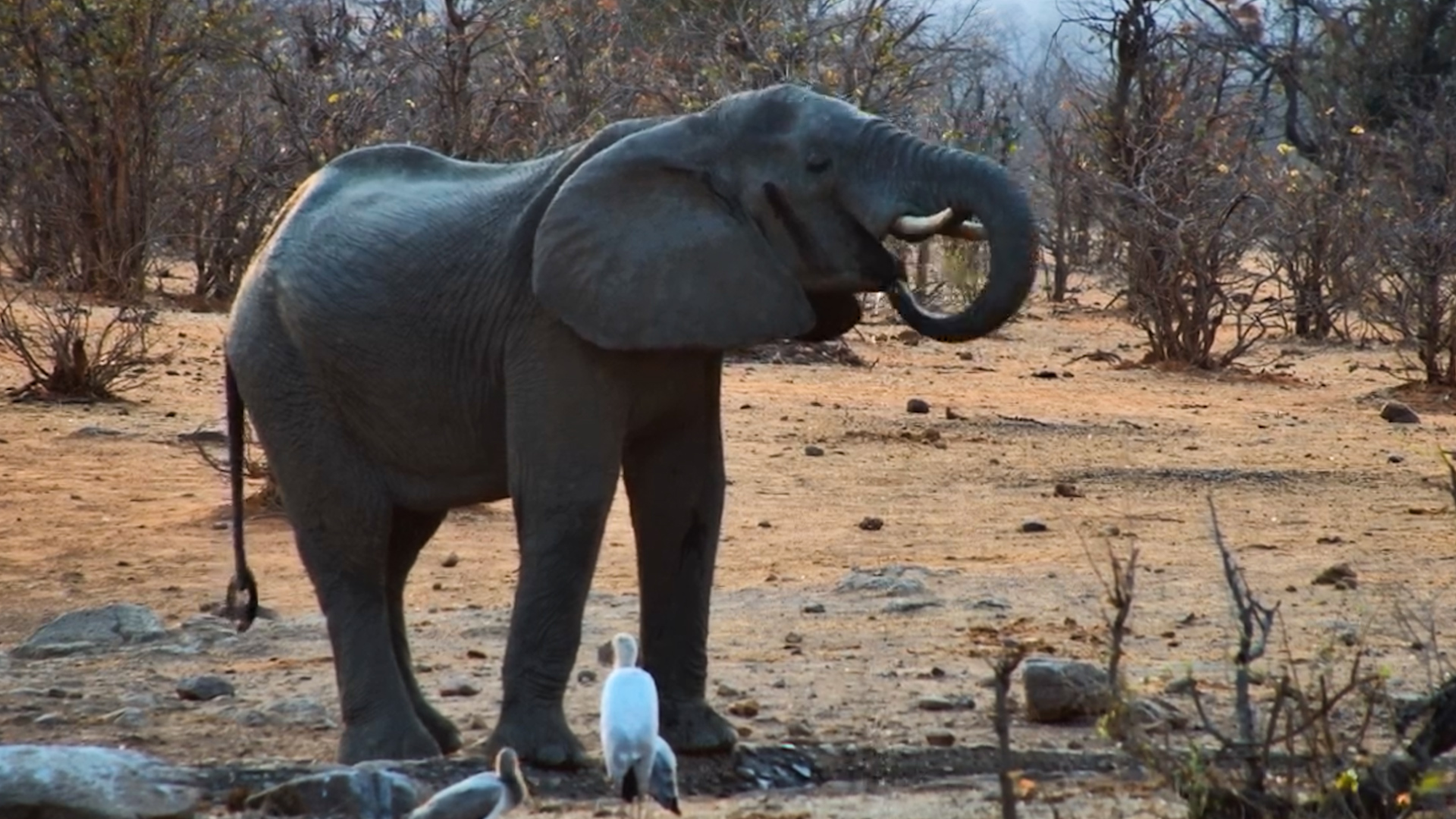 Just One Elephant Enjoying a Quiet Drink