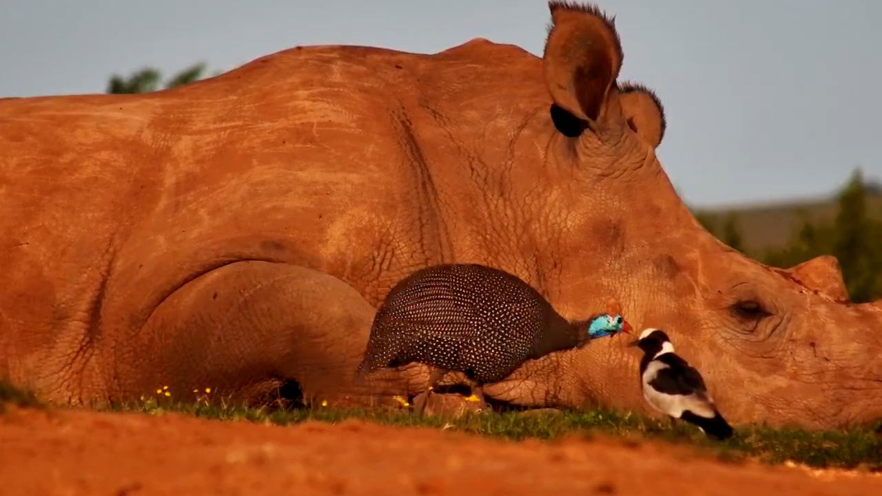 A Very Relaxed Rhino Takes the Afternoon Off