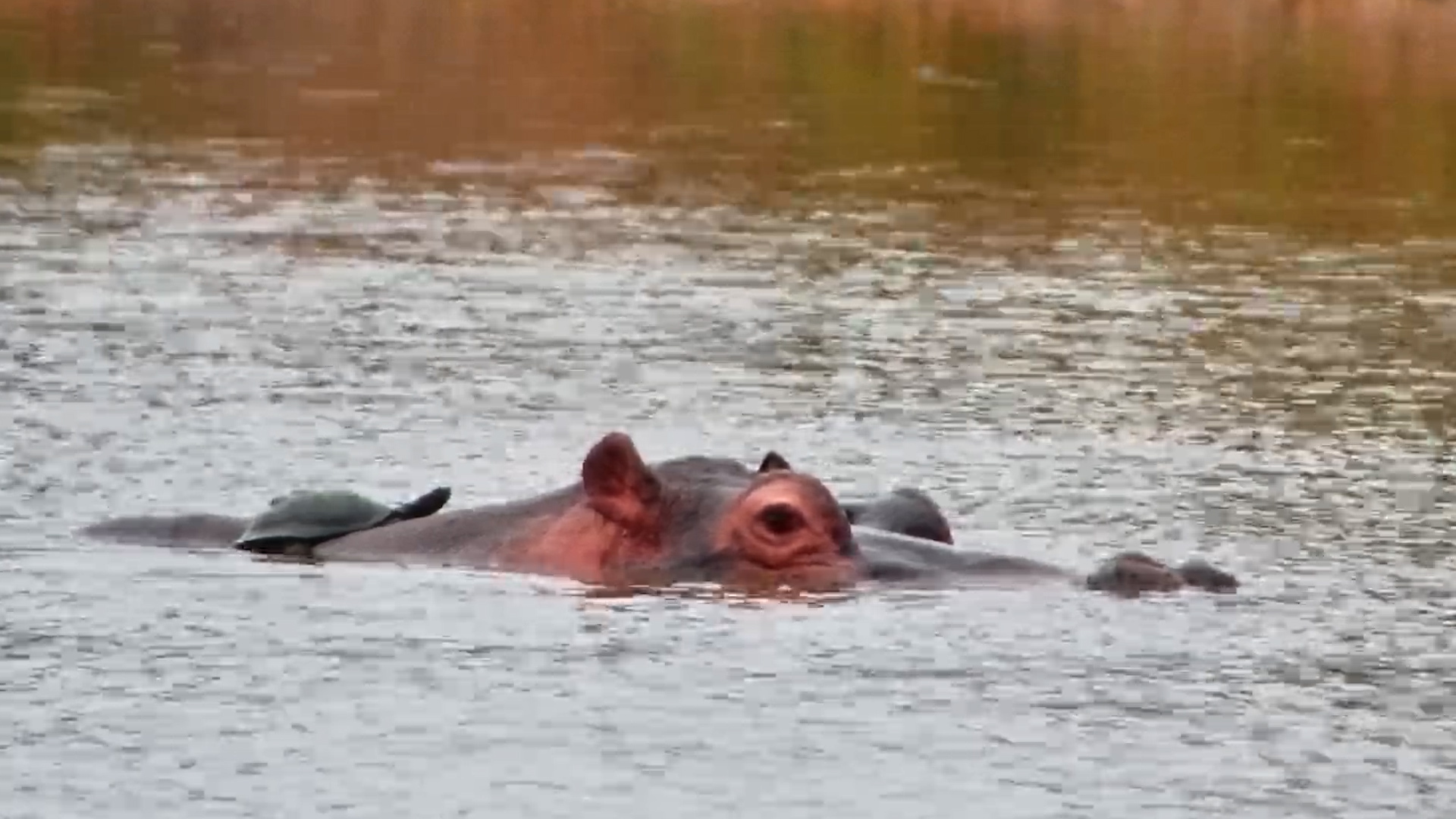 Terrapin Hitches a Ride on a Hippo