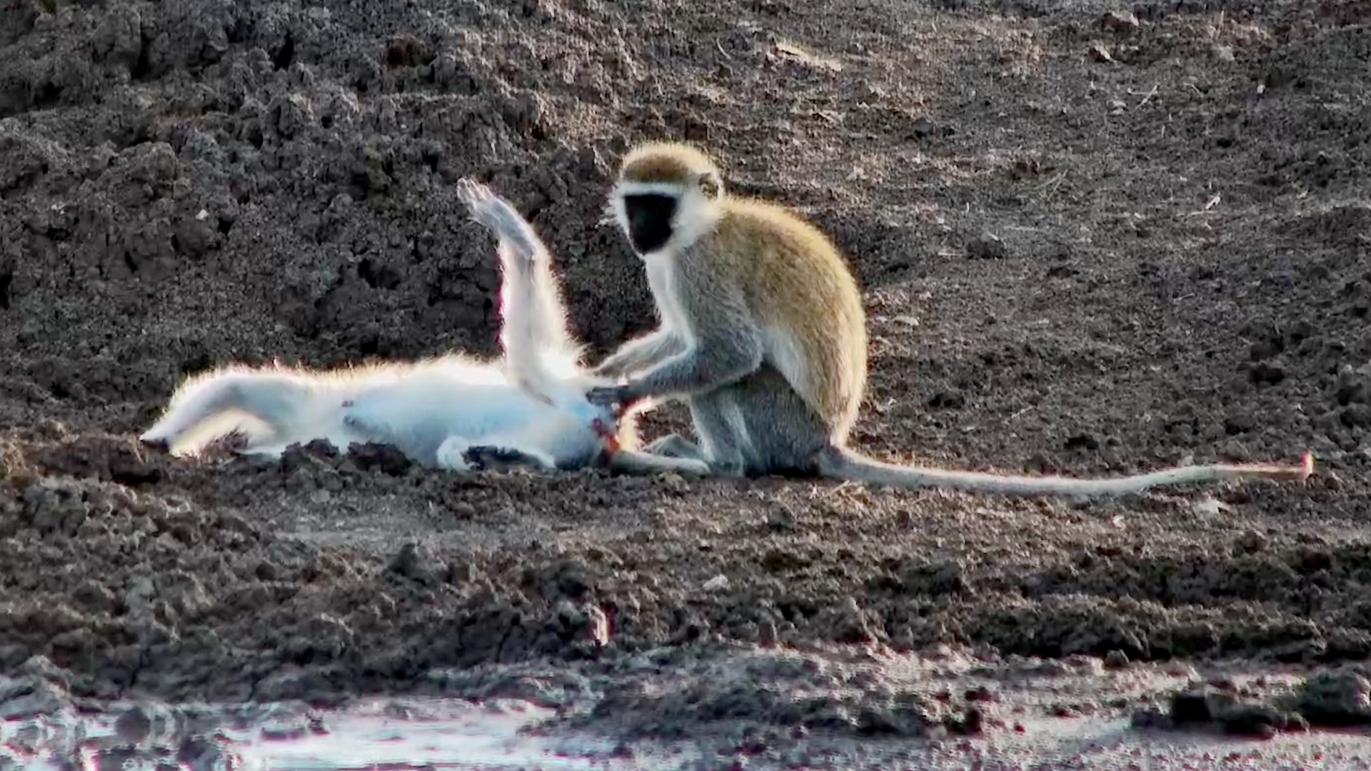 Just Look at These Vervet Monkey Grooming Poses