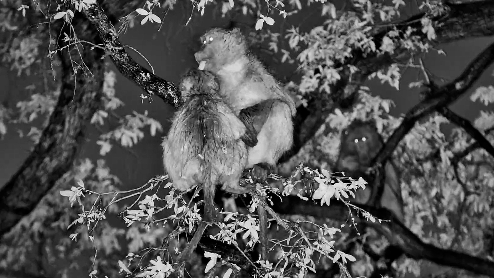 Head Licks and Cuddles for These Soaked Baboons