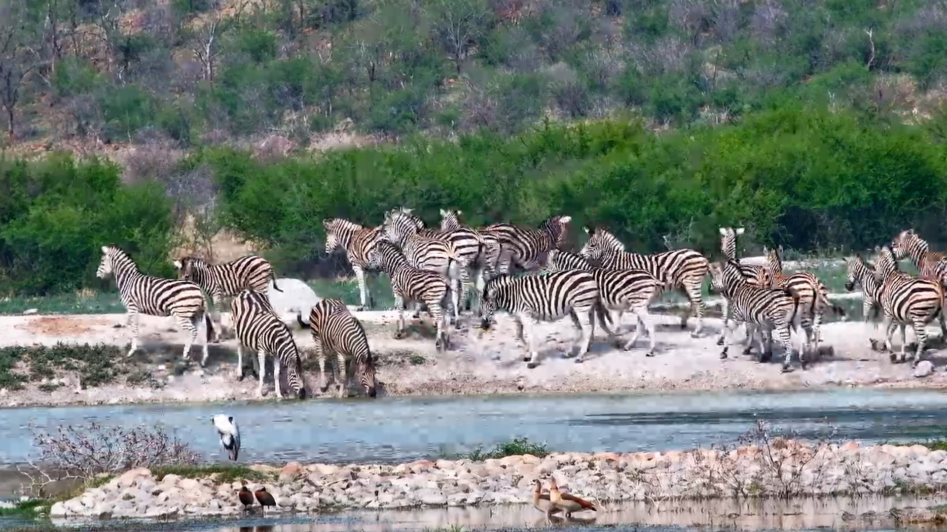 Zebras Keep Watch While Drinking at Tau