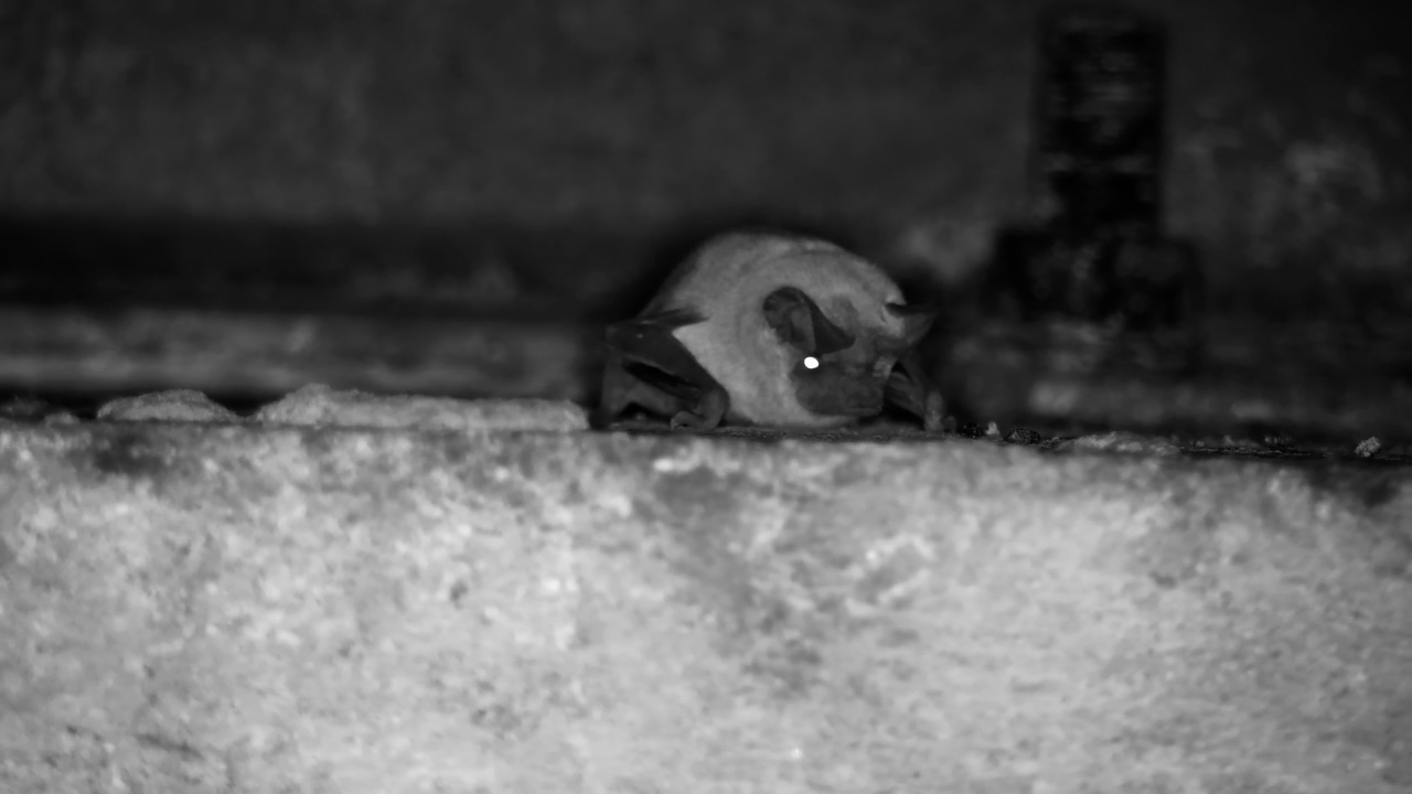 This Little Bat Has Claimed the Best Spot Under the Bridge