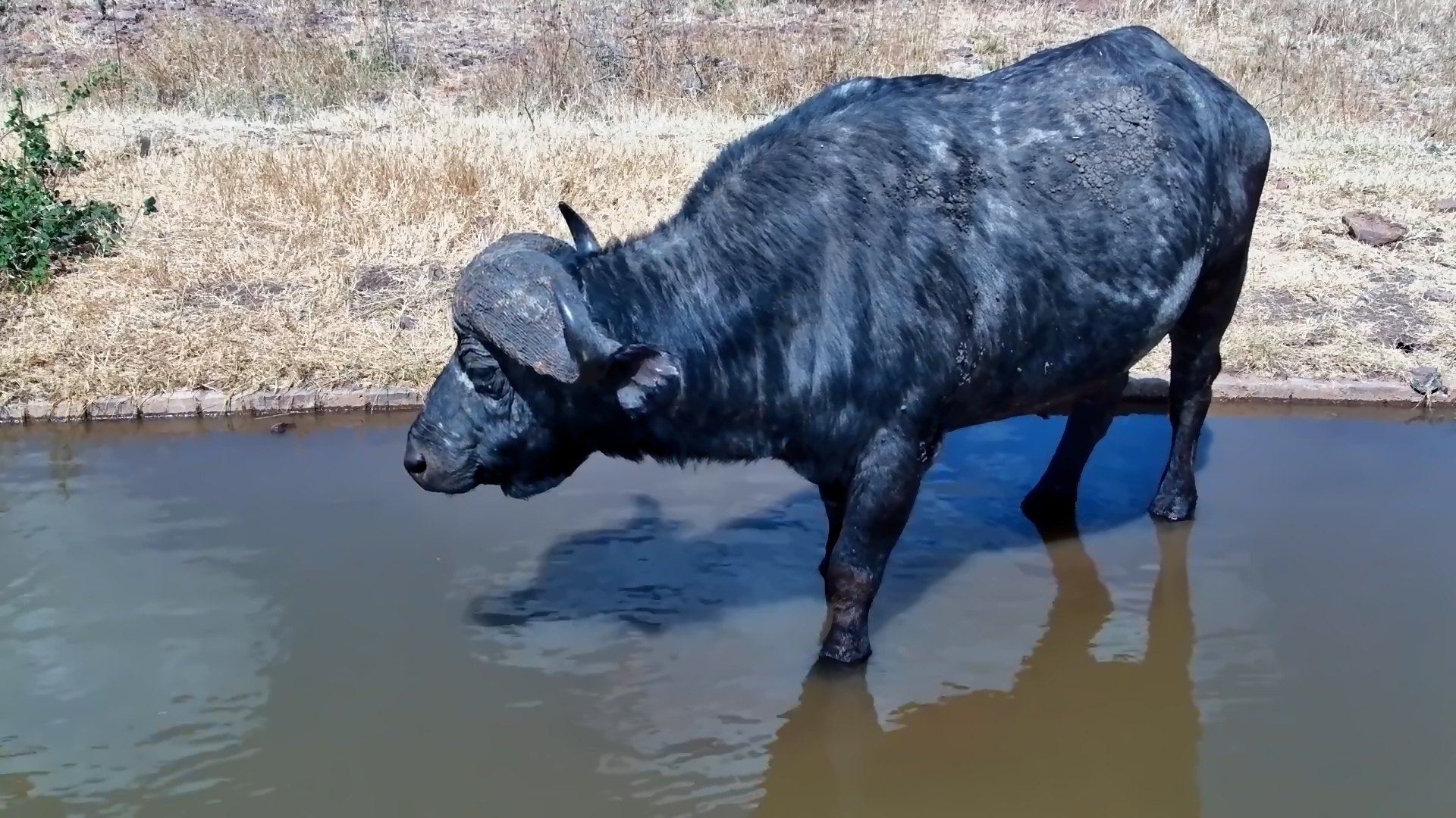 A Powerful Buffalo Bull Up Close at the Waterhole
