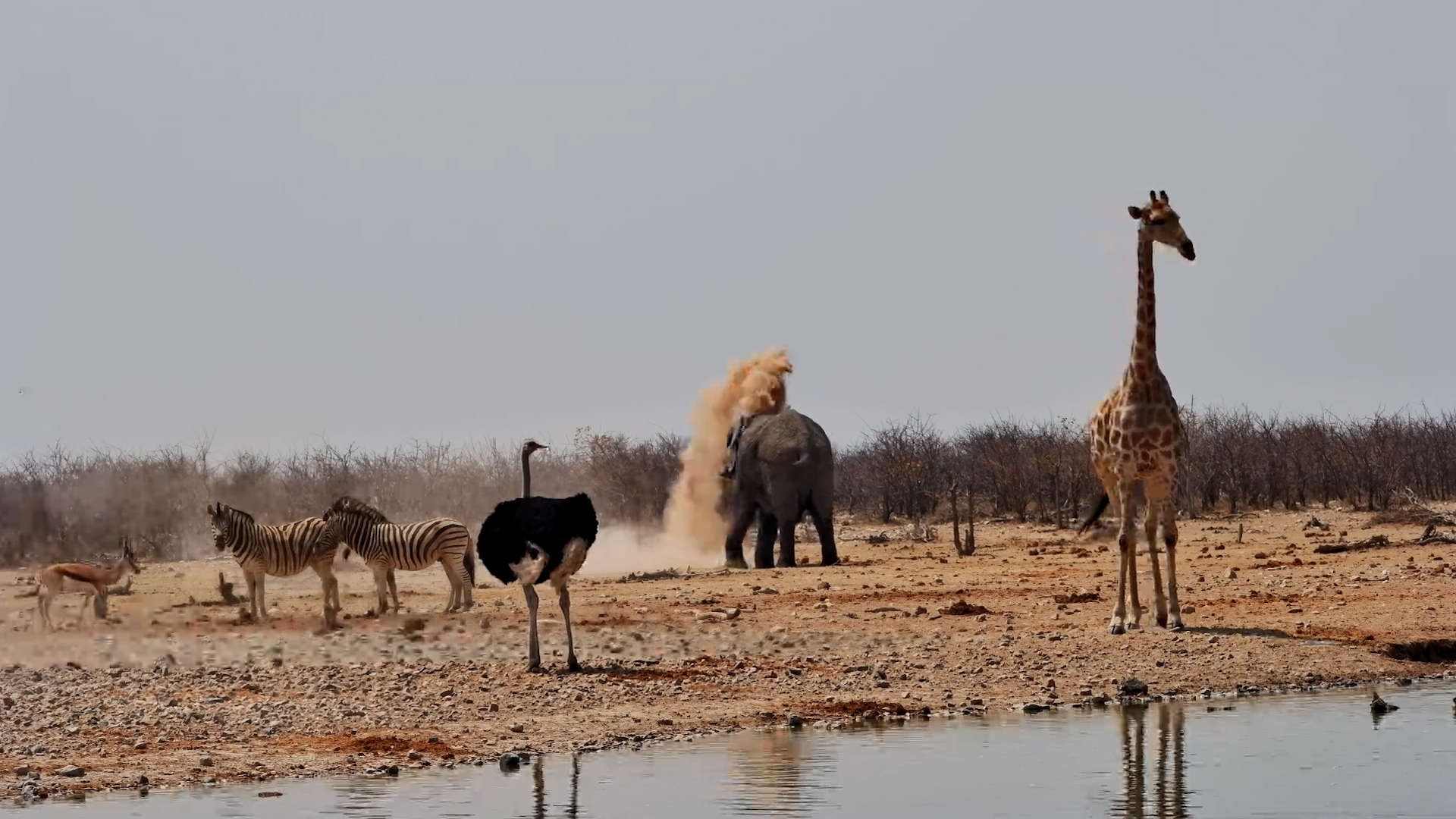 How Many Animals Can You Spot at This Busy Waterhole?