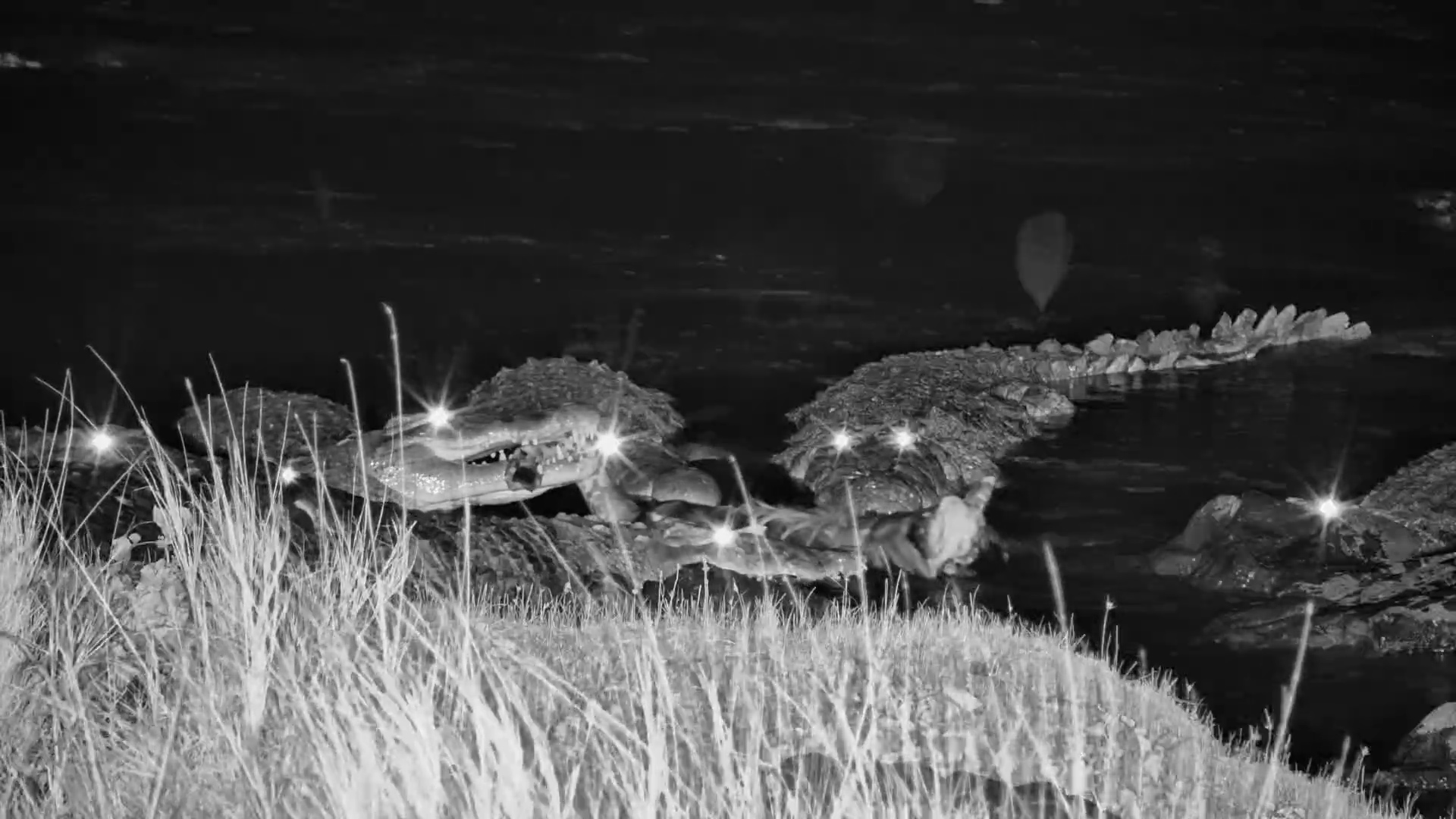 Crocodiles Look Even More Terrifying Feeding After Dark