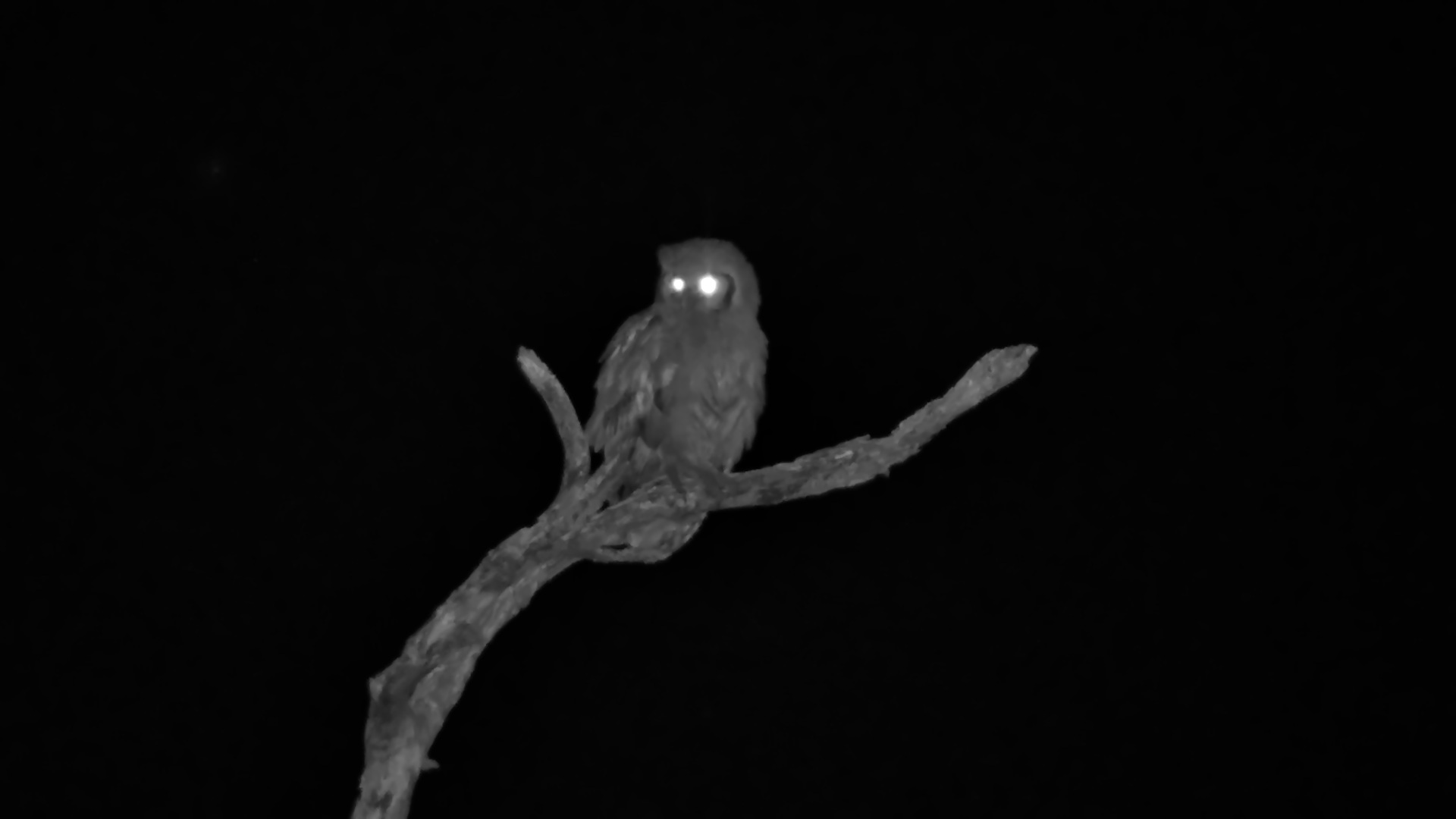 Verreaux's Eagle-Owl Keeps Watch After Dark