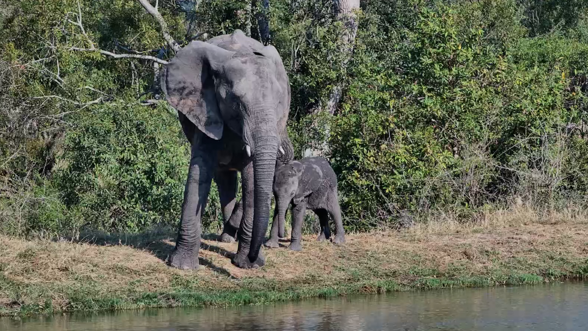 Baby Elephant Uses Mum as a Scratching Post