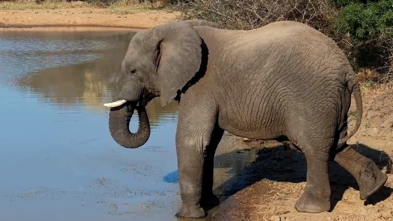 Watching an Elephant Drink Never Gets Old