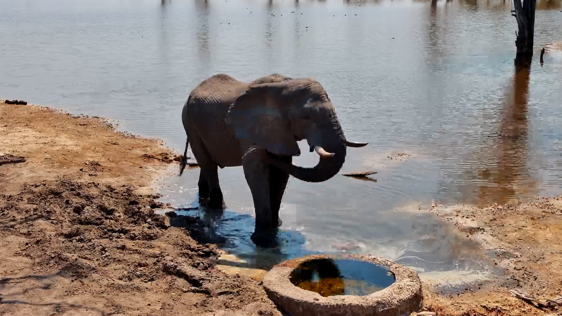 Elephant Enjoys a Peaceful Drink From the Well