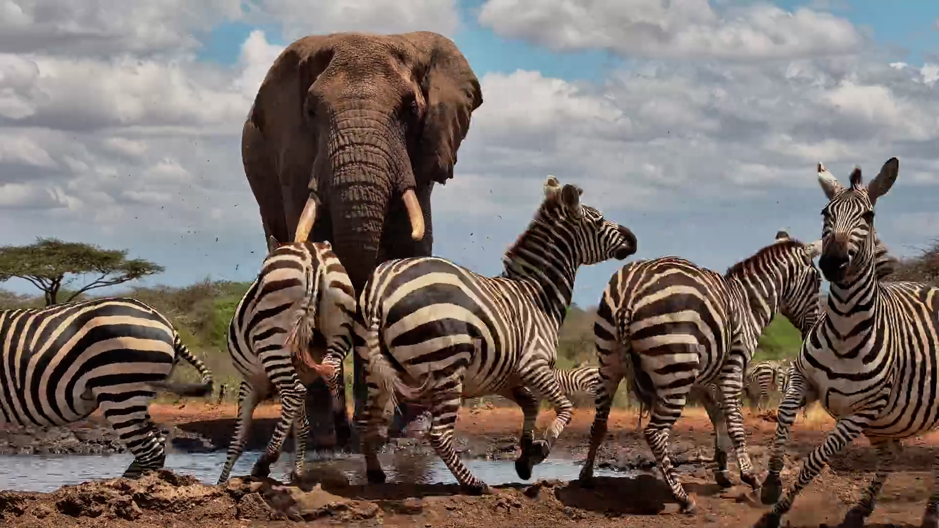 Elephant Just Wants a Quiet Drink... Then Everyone Arrives