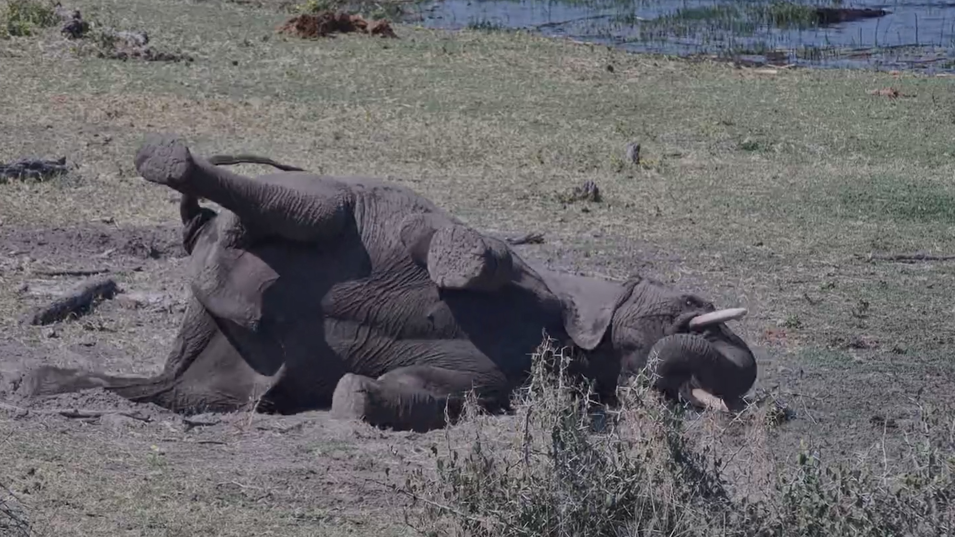 Elephant Goes Full Body Into Its Dust Bath