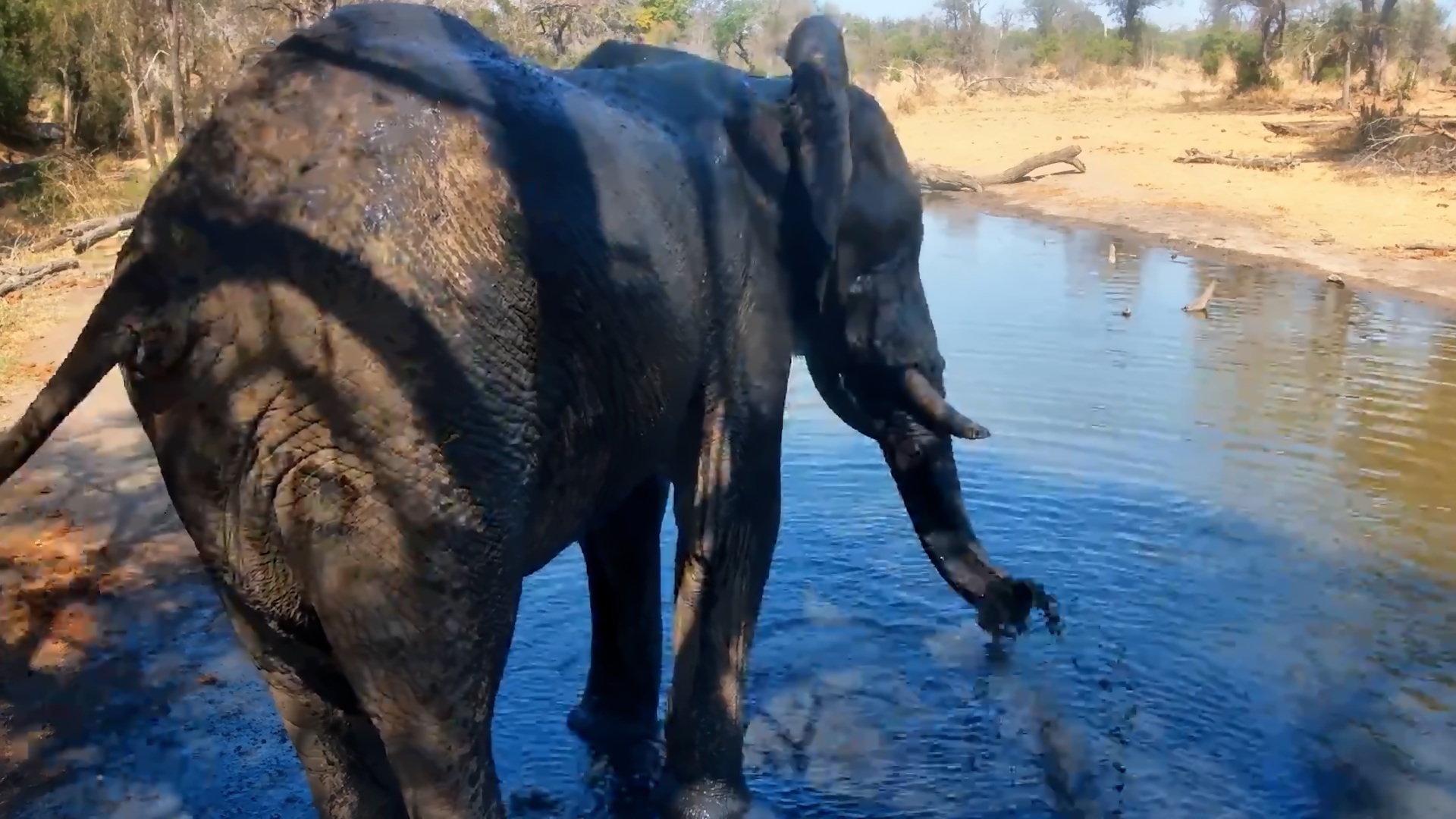 Up Close With a Splashing Elephant!