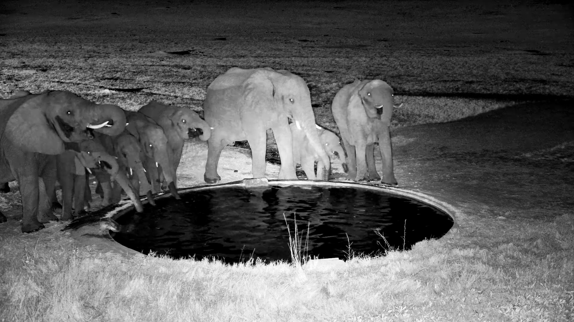 Elephant Herd Gathers at a Well After Dark