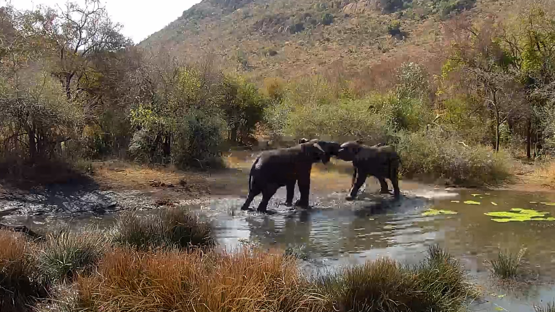 Elephants Splash, Play & Have the Best Time Together