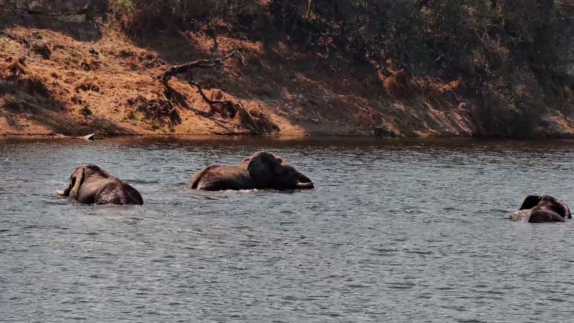 Elephants Cool Off With a Swim in the Boteti River