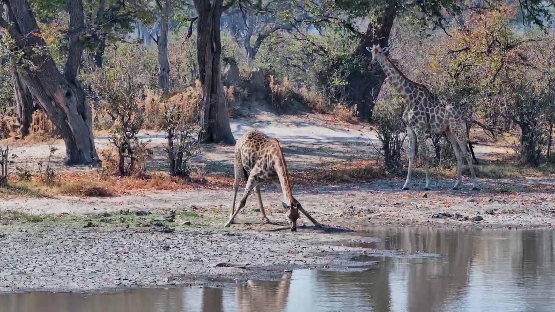 Giraffe Carefully Lowers Down for a Drink at Twin Pan