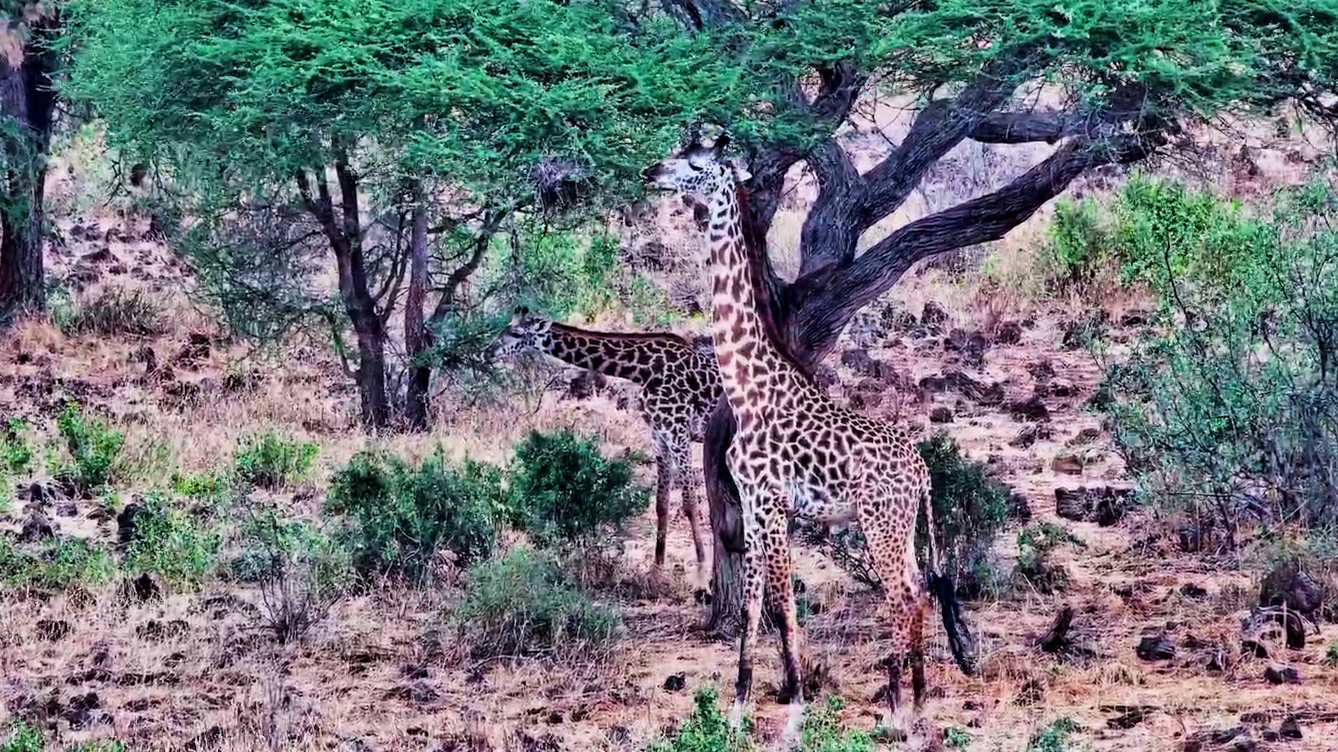 Giraffes Browse High in the Trees at Finch Hattons