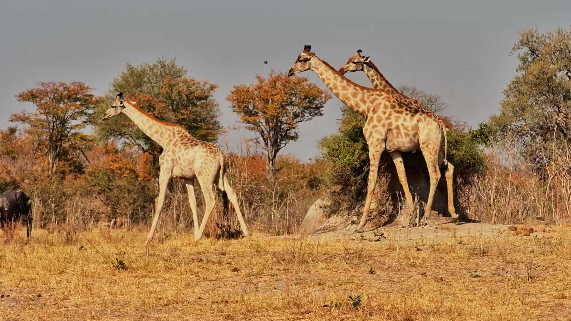 Where She Goes, This Male Giraffe Follows