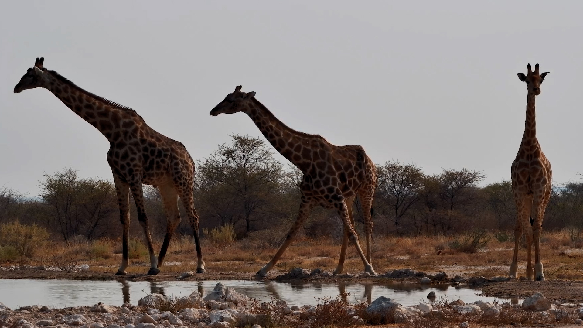 A Beautiful Gathering of Giraffes at the Waterhole
