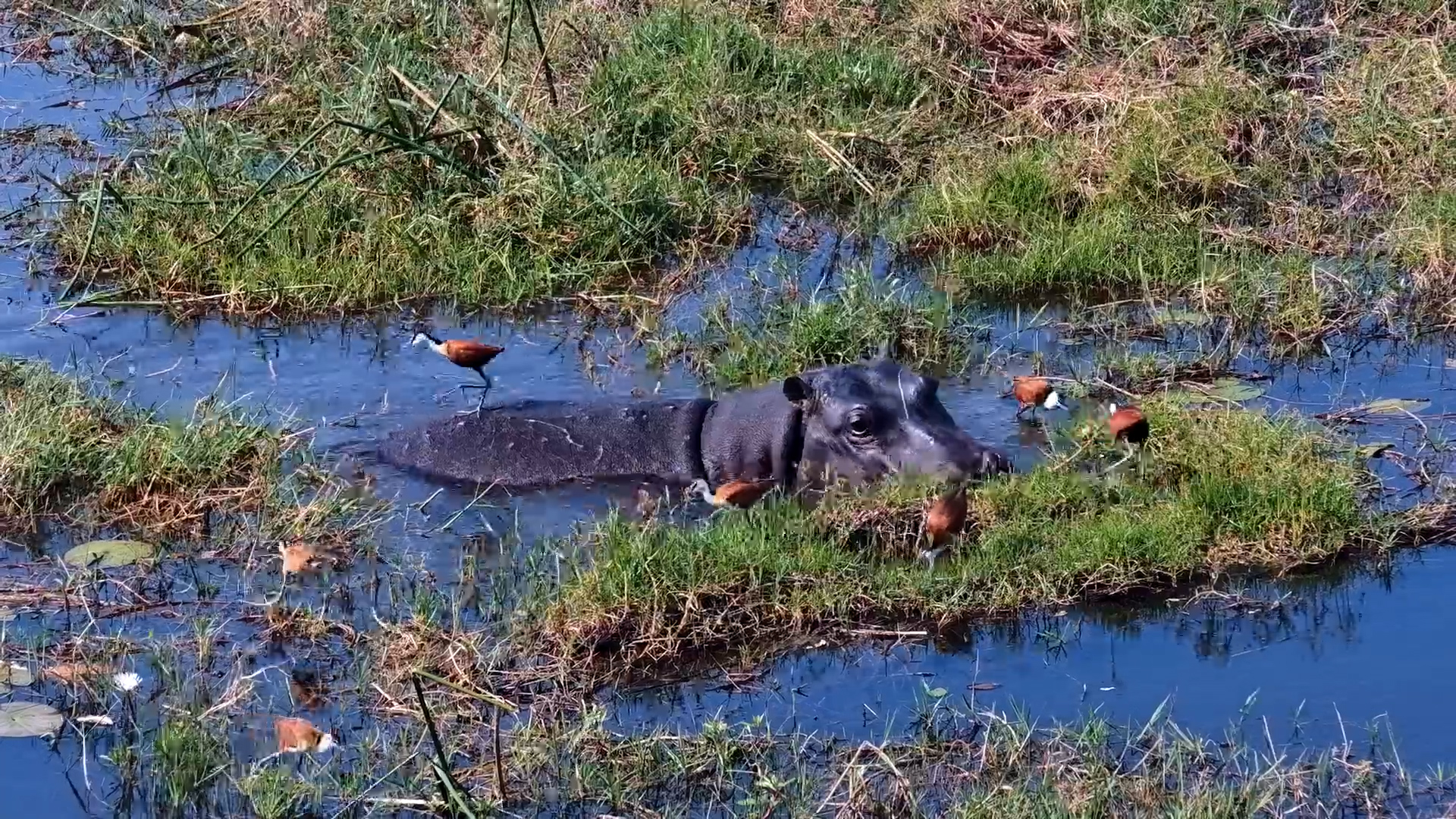 Hippo Feeds With Jacanas... Then Walks Beneath the Camera