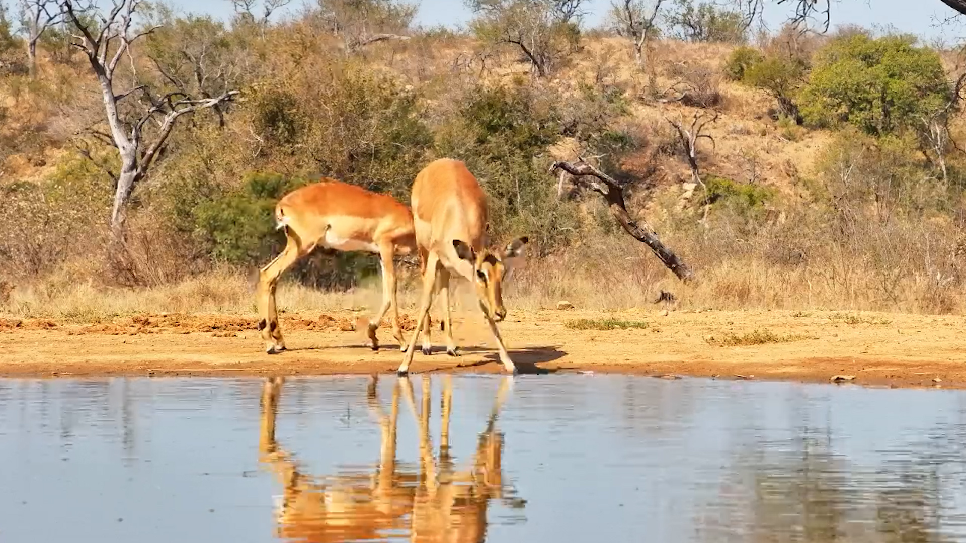 Young Impala Struggles to Walk... But Then It RUNS