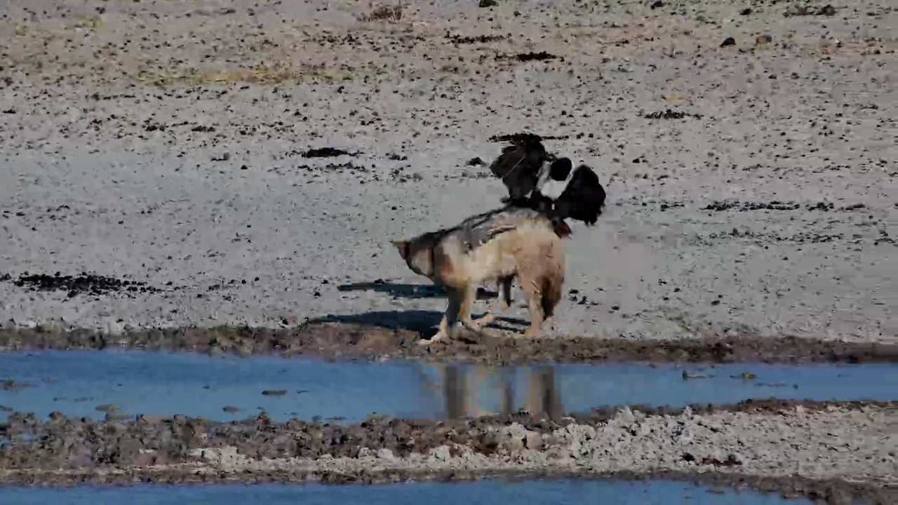 This Crow Will NOT Leave the Jackal Alone