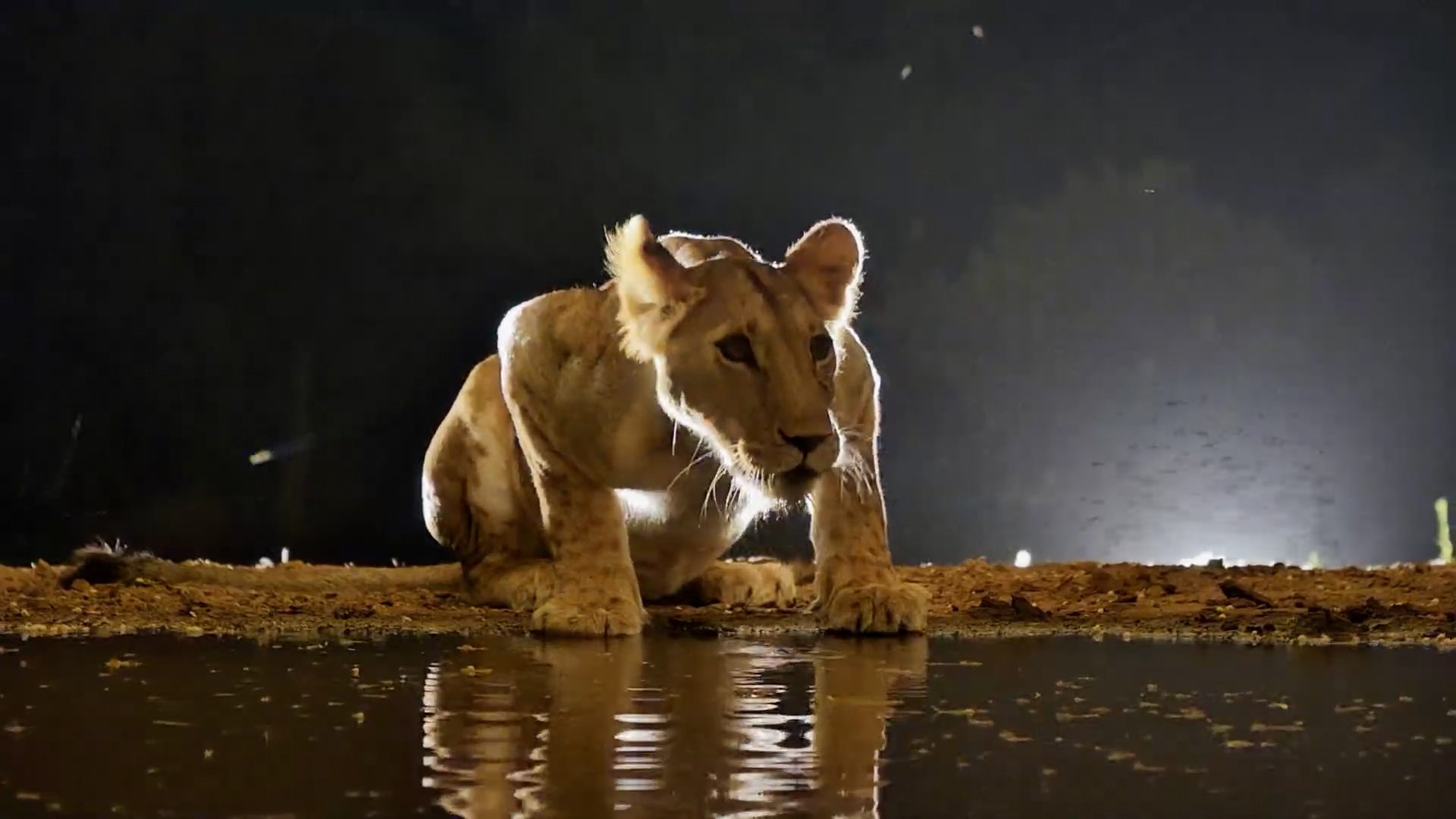 Lost Lion Calls Into the Night for Its Missing Pride