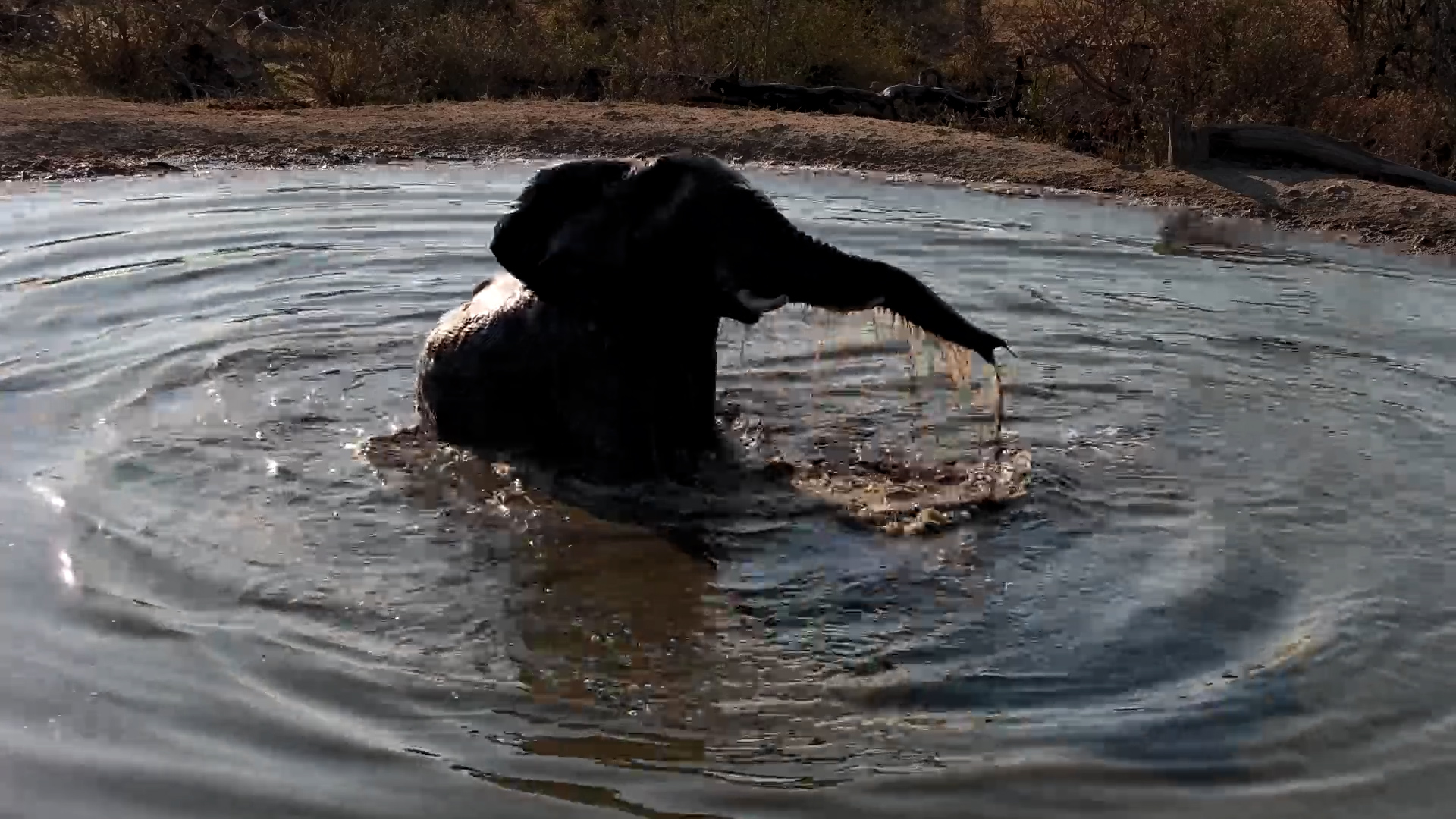 Elephant Channels Its Inner Hippo in the Water