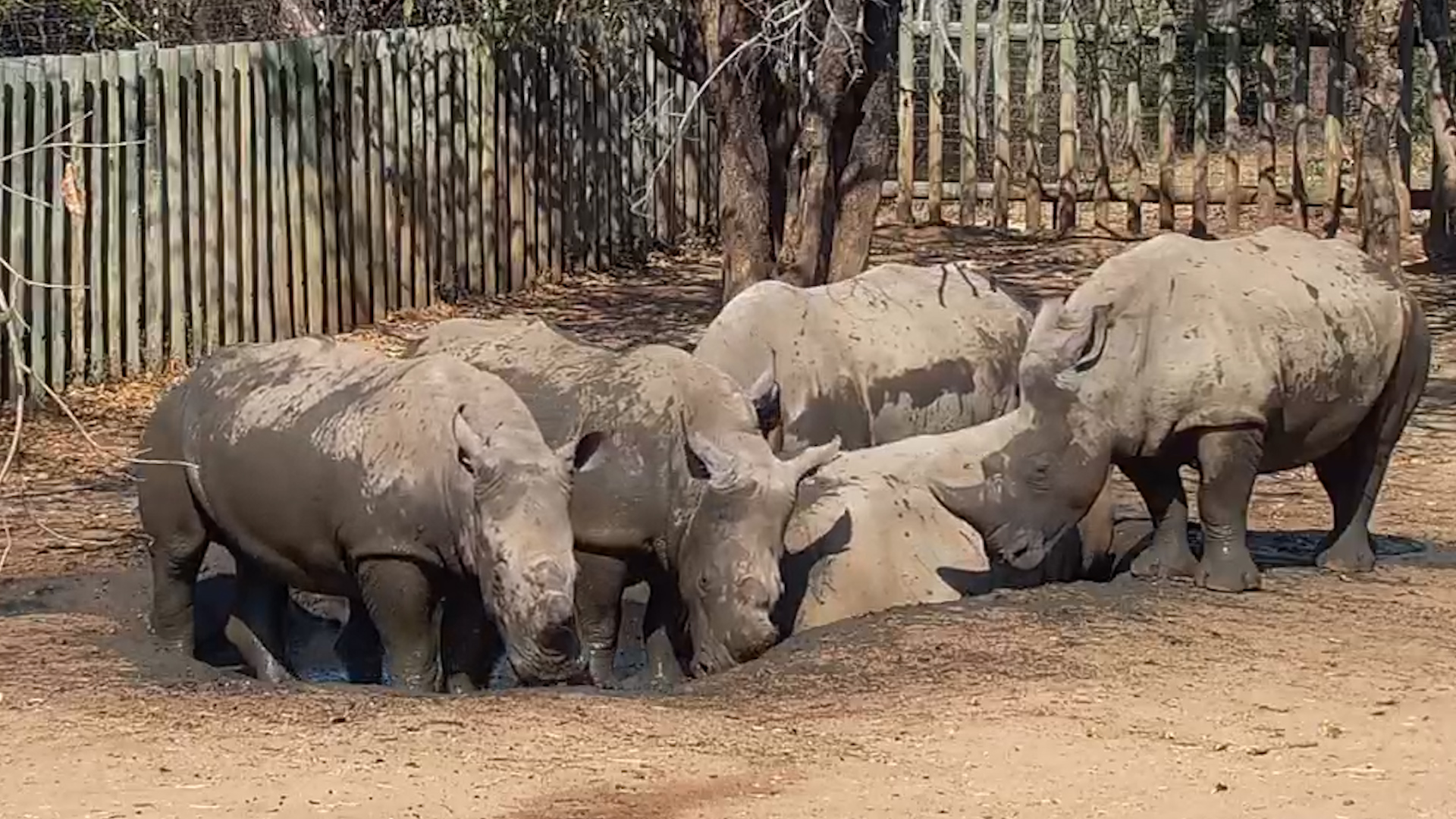 When the Whole Rhino Crew Needs a Mud Bath