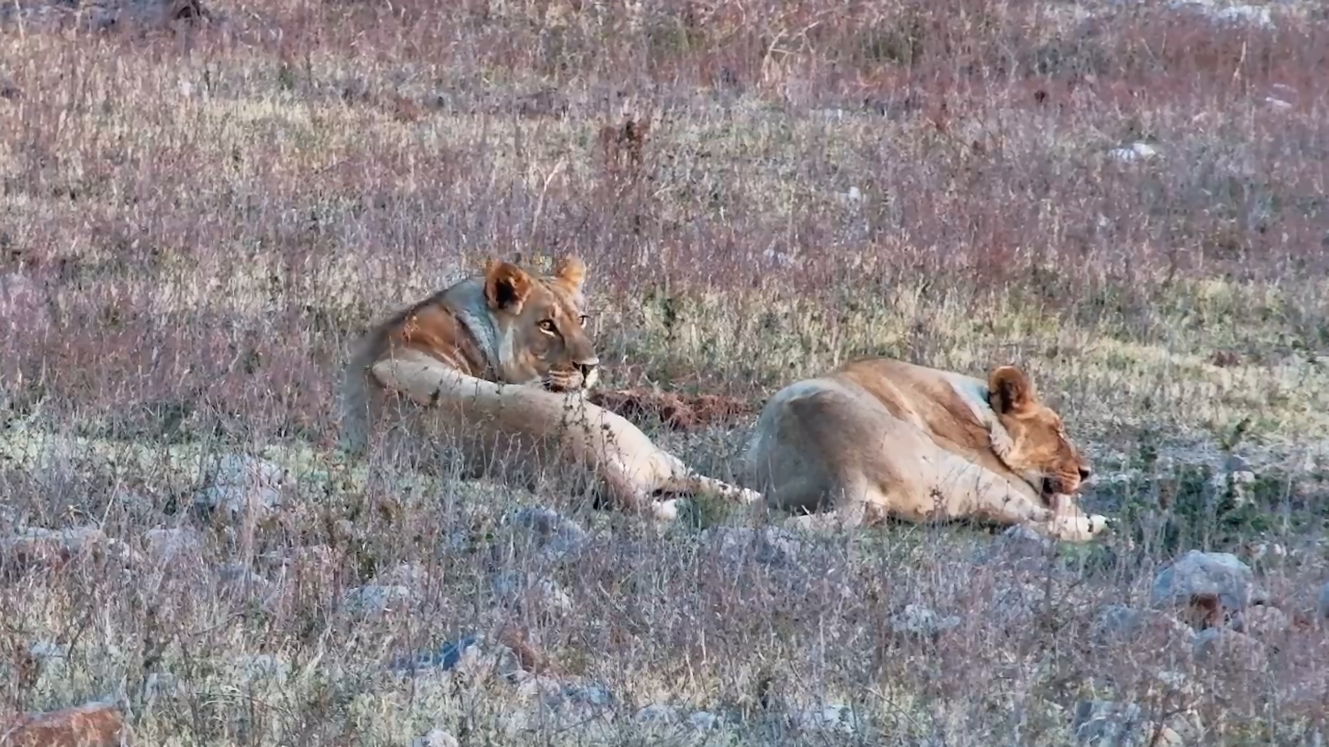 Lions Arrive to Relax... Vervet Monkeys Sound the Alarm!