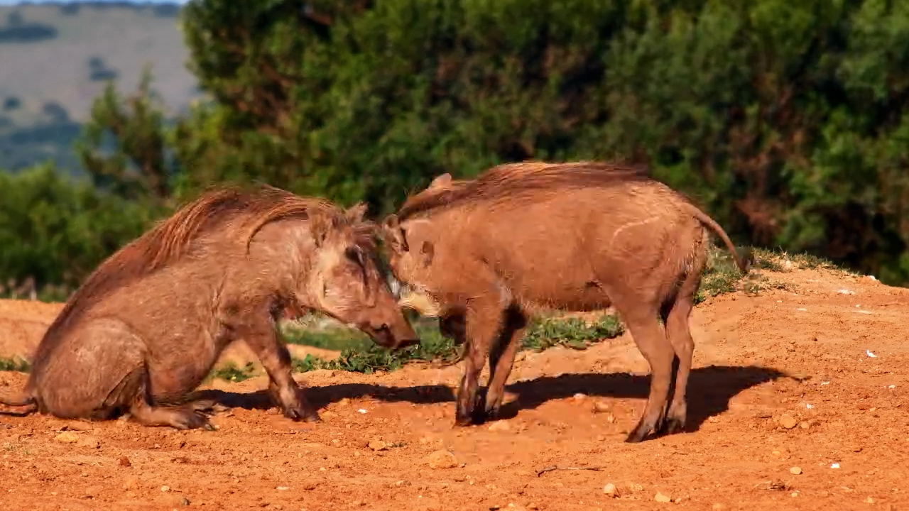 Warthogs Have the Cutest Little Wrestling Match