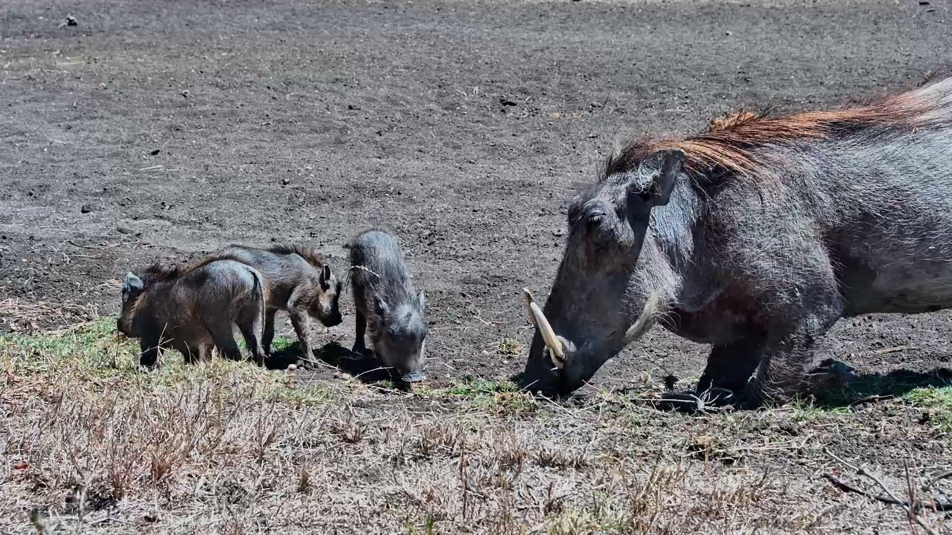 These Baby Warthogs Are Almost Too Cute!