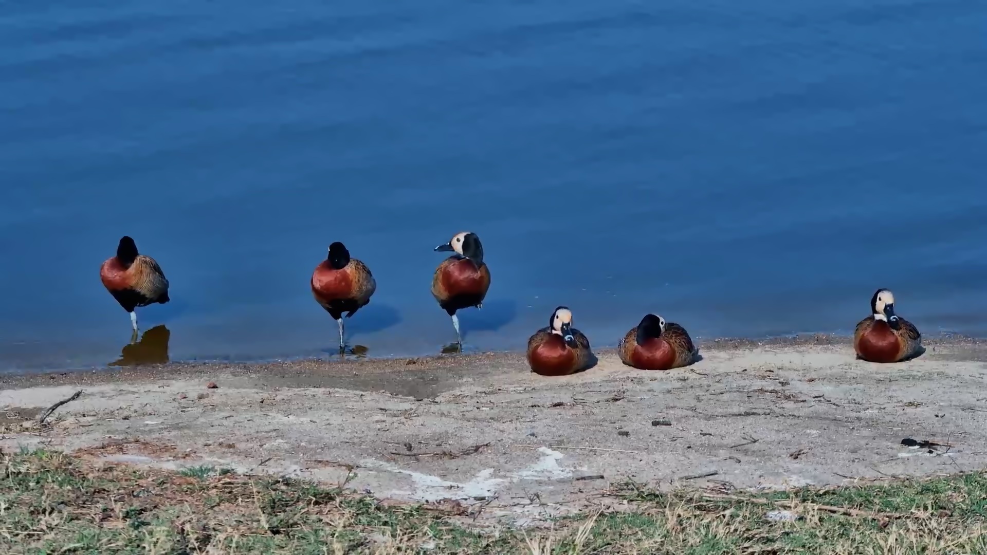 Just a Few Whistling Ducks Taking It Easy