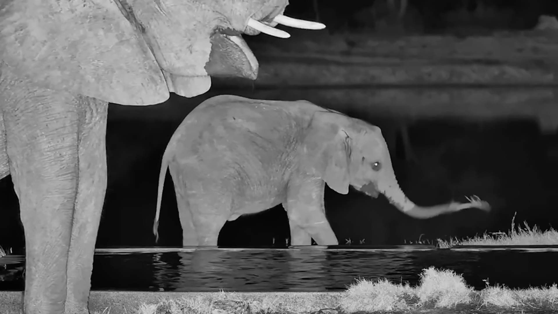 Young Elephant Enjoys Some After-Dark Water Time