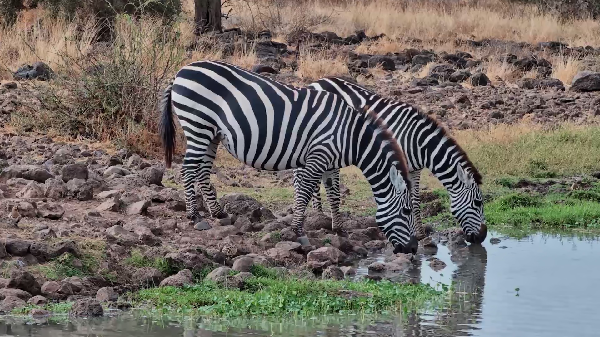 Zebra Herd Gathers for a Calm Drink at Tortilis