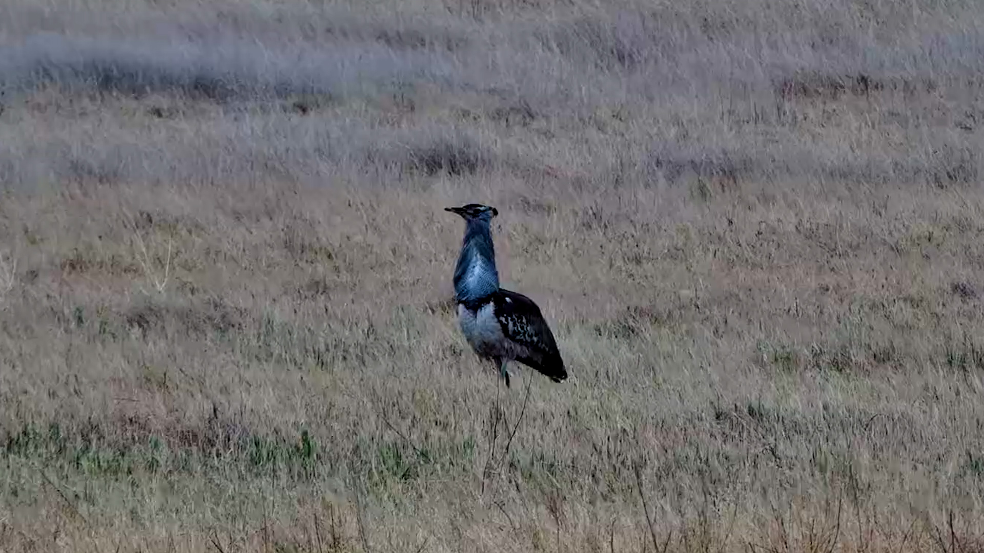 Africa’s Heaviest Flying Bird Strolls Past the Waterhole