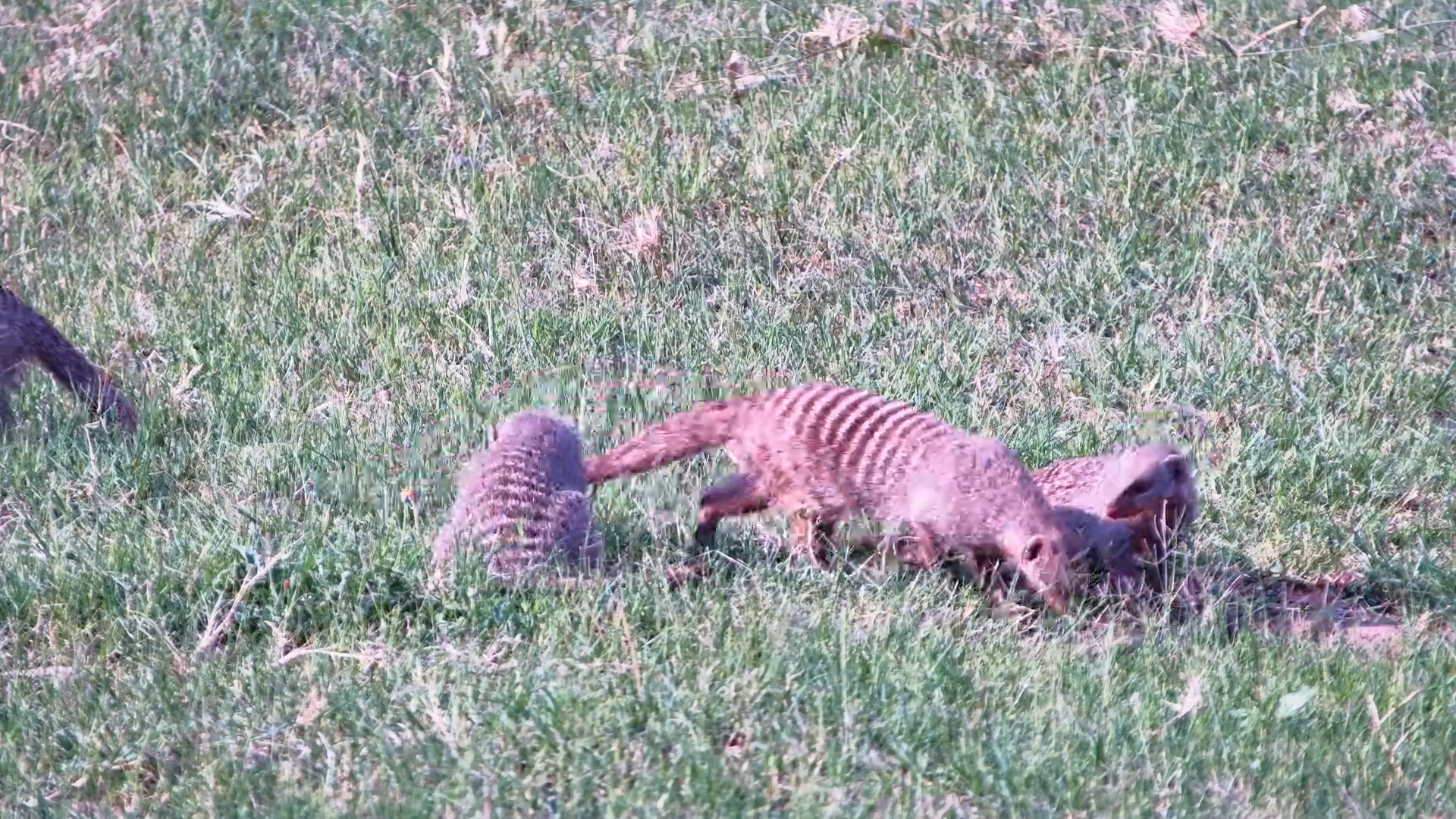 The Ground Is Getting a Full Mongoose Inspection