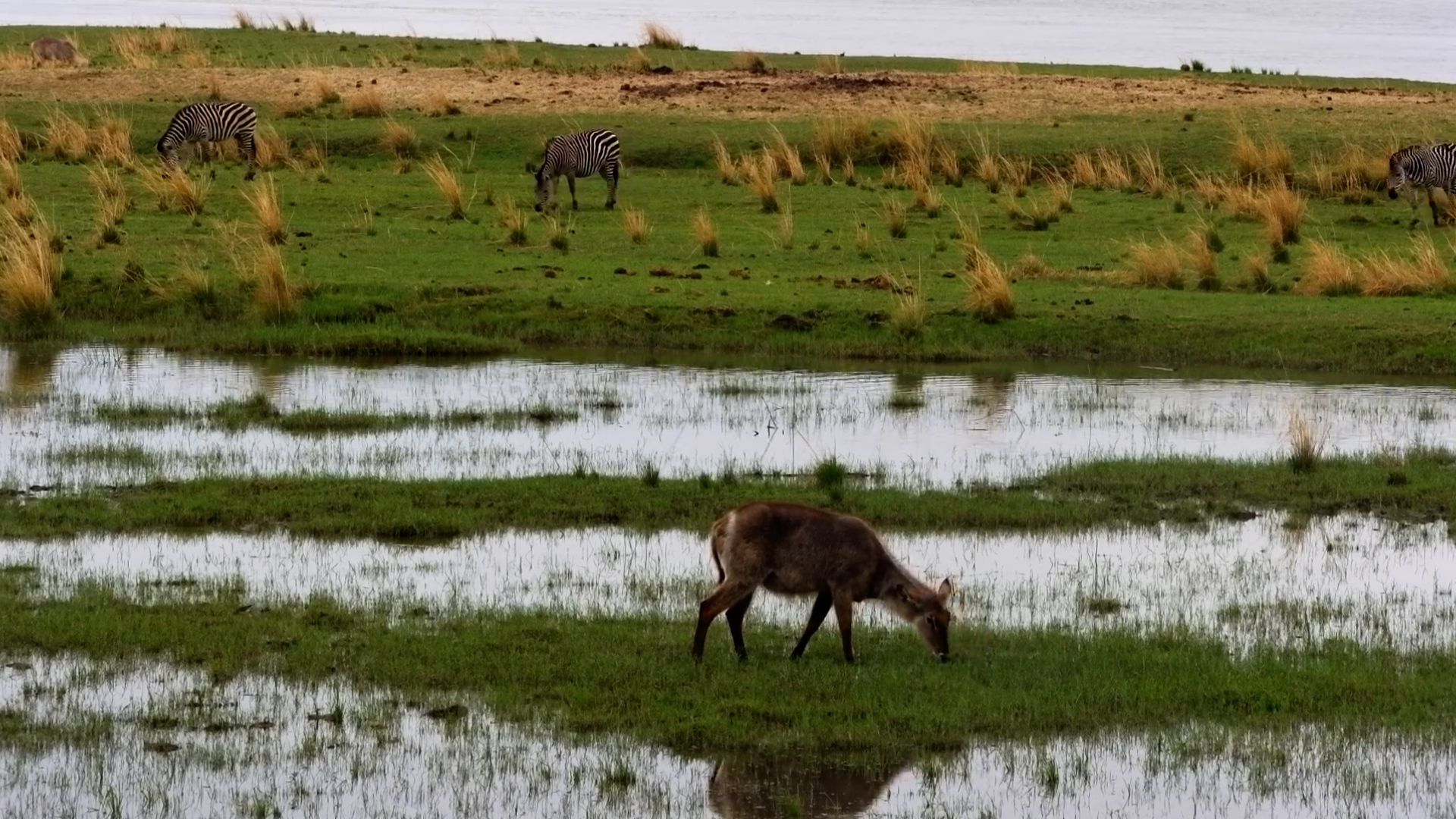 Wildlife Gathers to Graze Across Tembo Plains