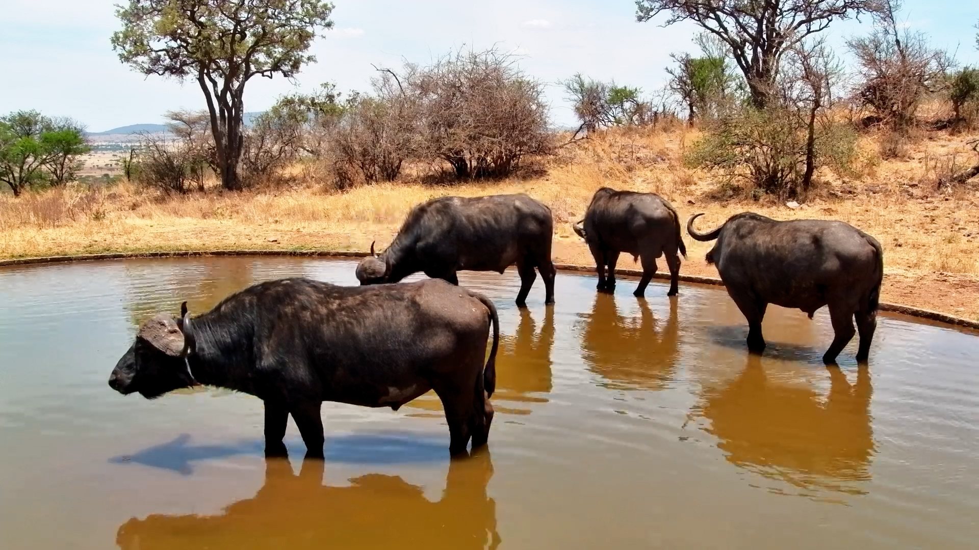 Thirsty Buffalos Arrive at the Serengeti Waterhole