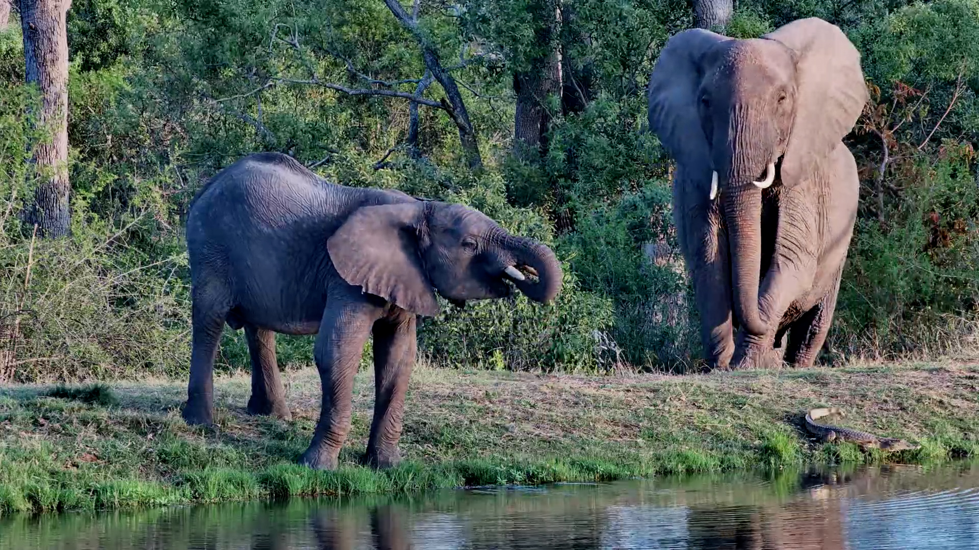 Elephant Mum Arrives and the Crocodile Gets Out of There!