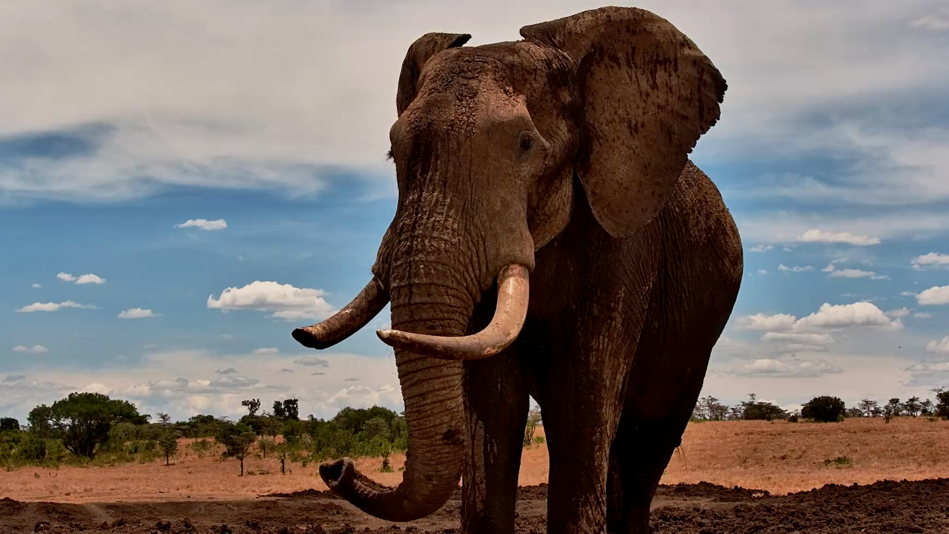 This Elephant Just Realised It’s Being Watched