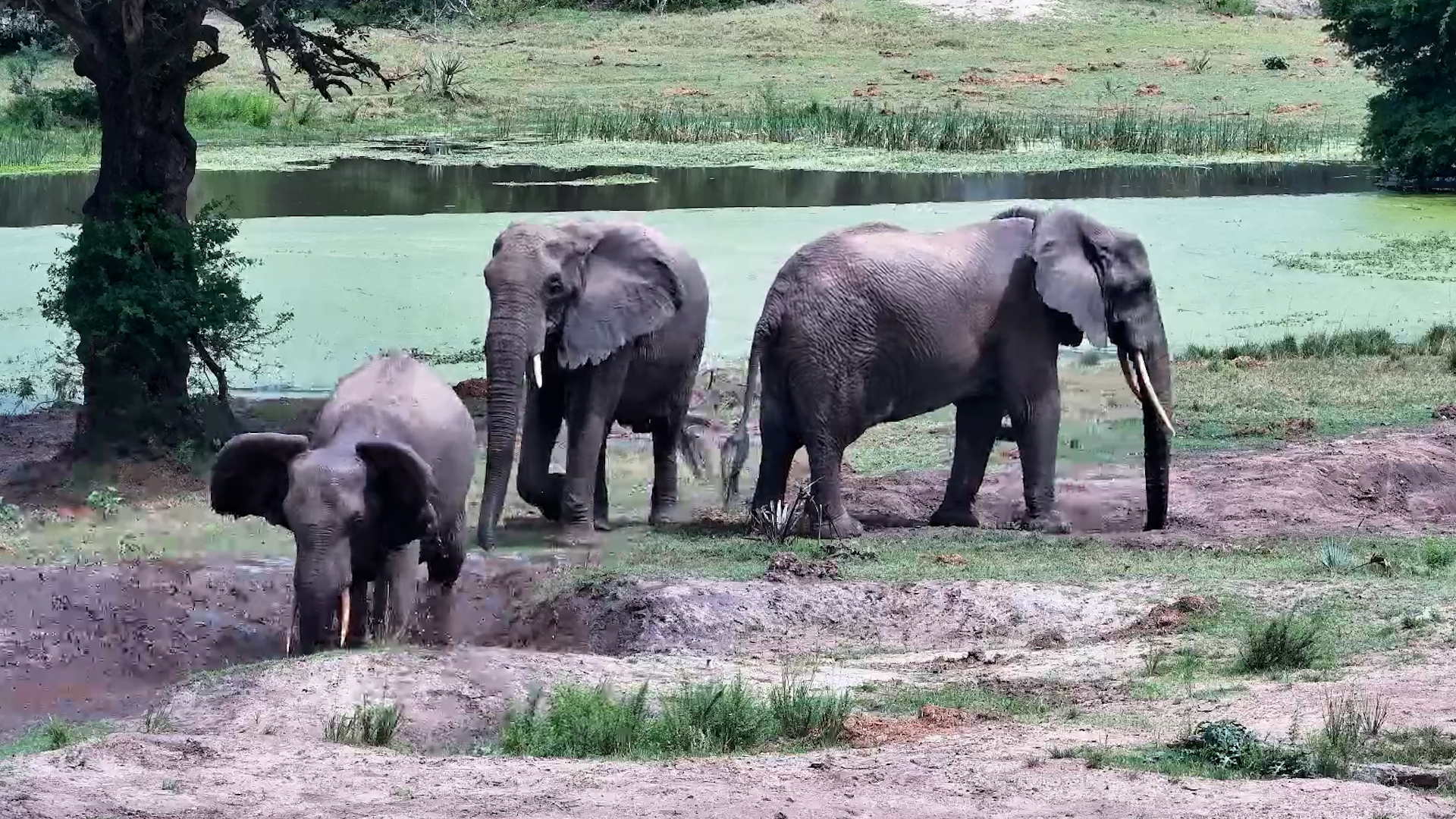 These Elephants Built Their Own Muddy Playground