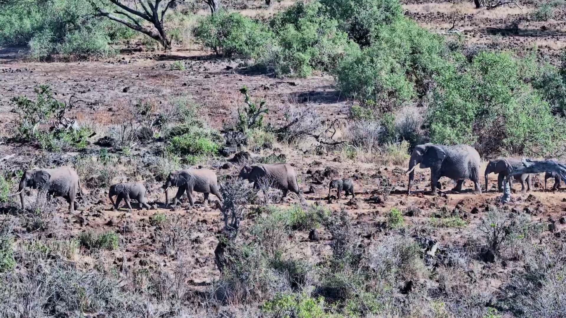 Here They Come! Elephants Cross the Rocky Plains
