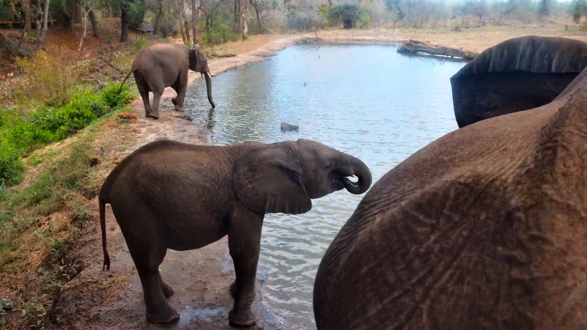 When an Elephant Blocks the View