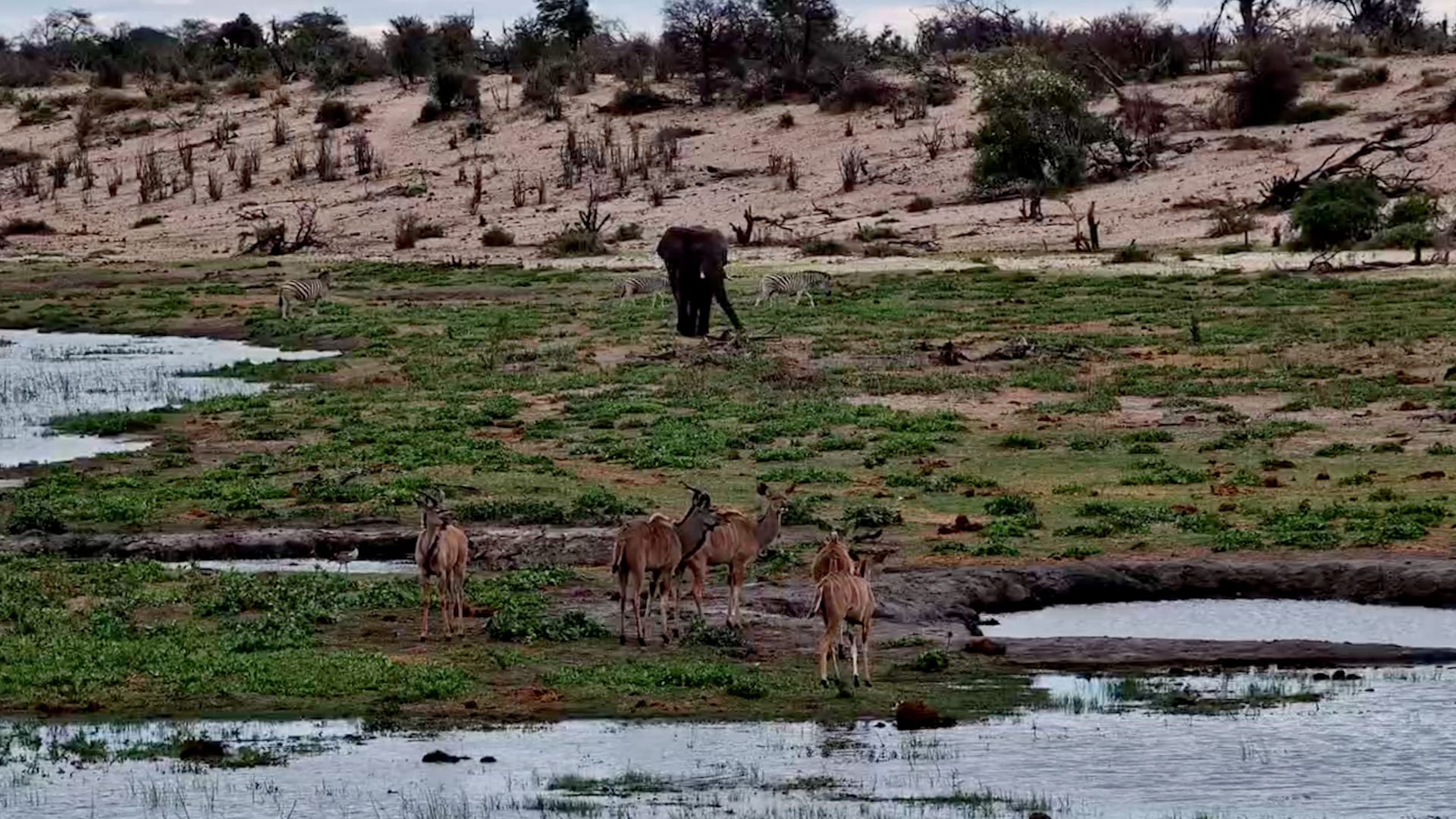 Elephants, Zebras and Kudus All in One Scene