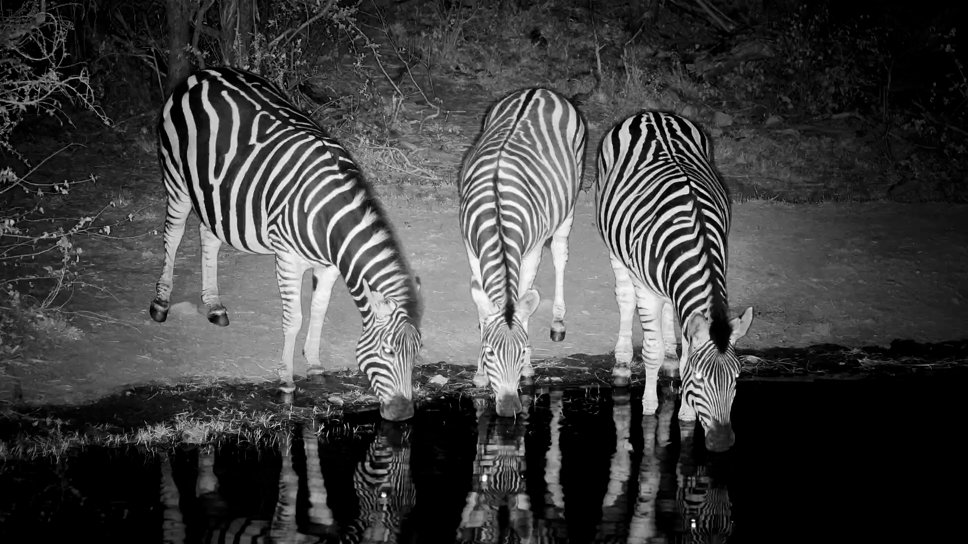 Four Zebras Gather at the Water’s Edge After Dark