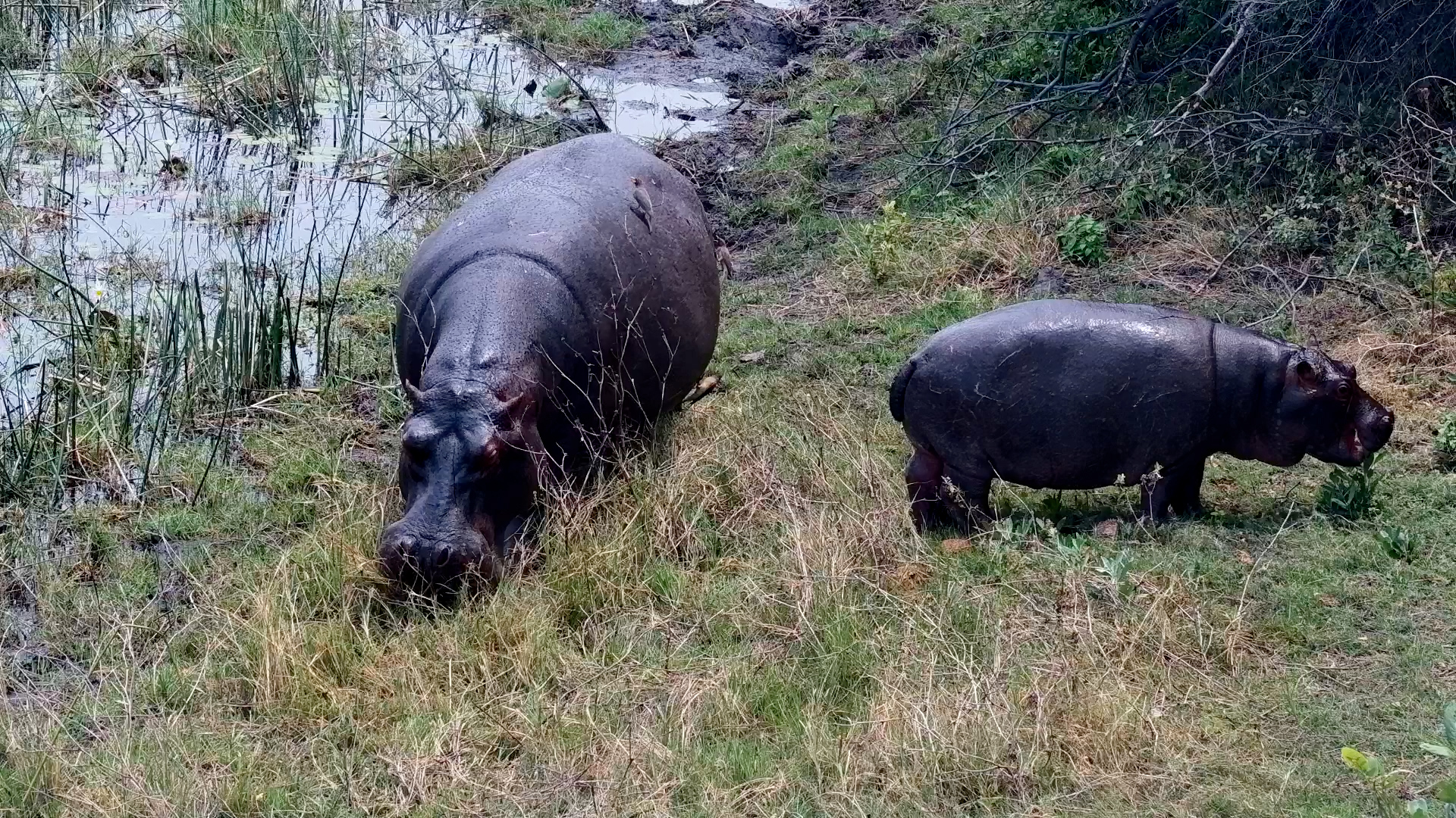 Lunch for Two! Hippo Calf Joins Mum