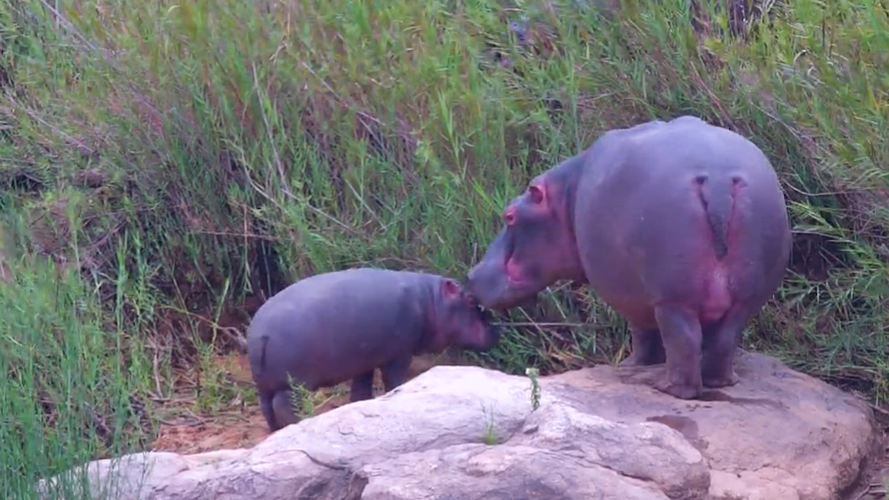 Grazing, Relaxing and Living the Hippo Life